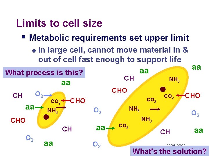 Limits to cell size § Metabolic requirements set upper limit in large cell, cannot