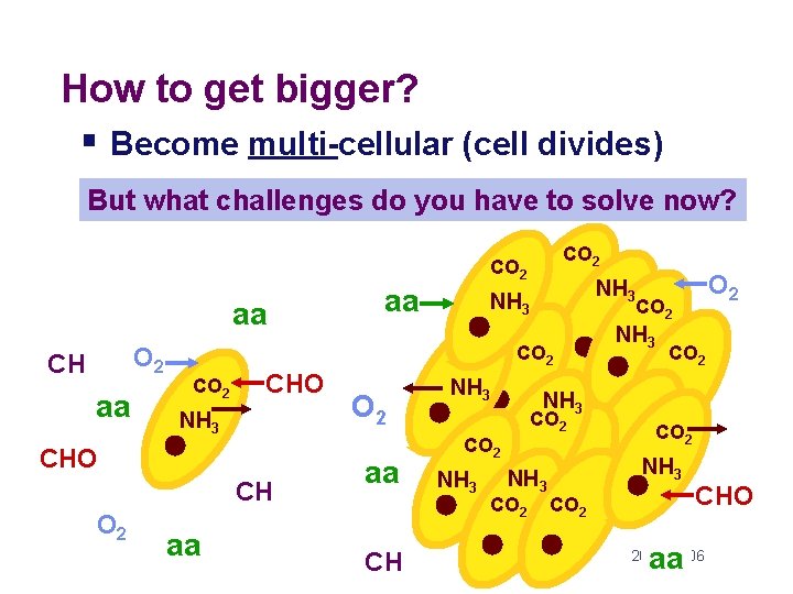 How to get bigger? § Become multi-cellular (cell divides) But what challenges do you