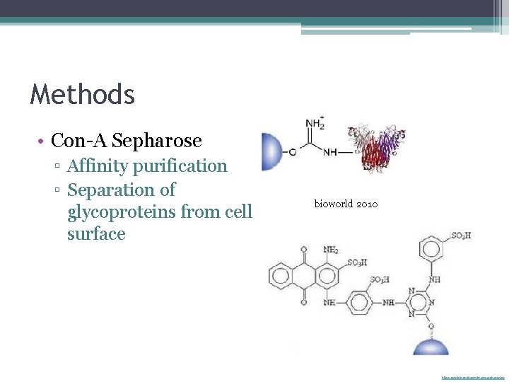Methods • Con-A Sepharose ▫ Affinity purification ▫ Separation of glycoproteins from cell surface