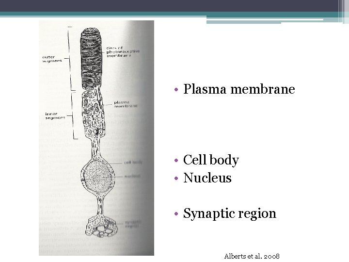  • Plasma membrane • Cell body • Nucleus • Synaptic region Alberts et