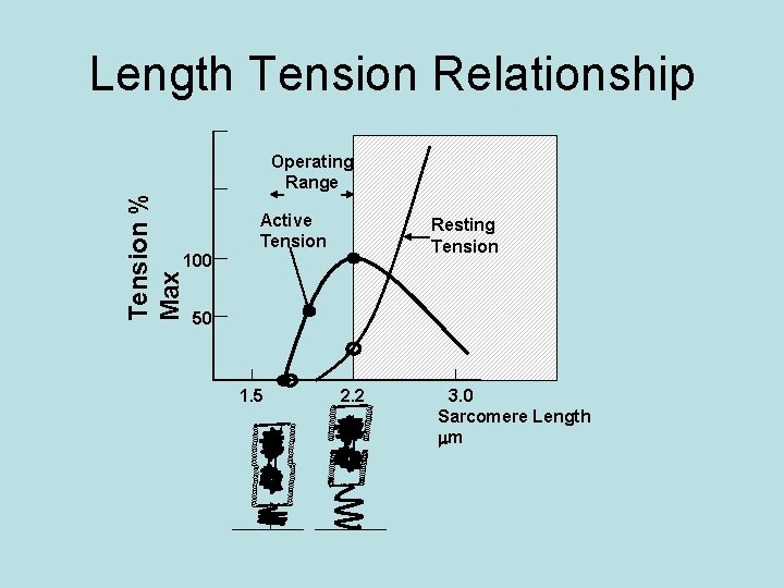 Tension % Max Length Tension Relationship Operating Range 100 Active Tension Resting Tension 50