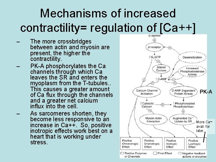 Mechanisms of increased contractility= regulation of [Ca++] – – – The more crossbridges between