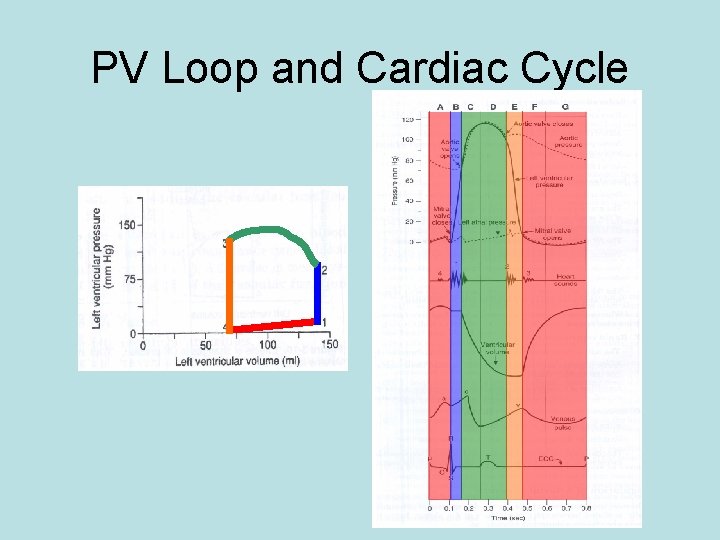 PV Loop and Cardiac Cycle 