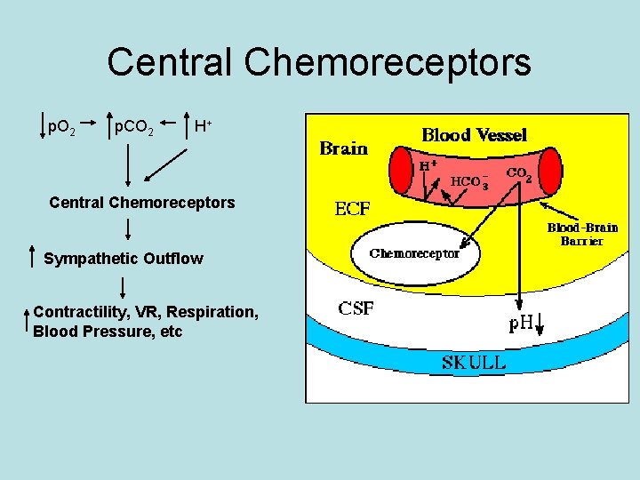 Central Chemoreceptors p. O 2 p. CO 2 H+ Central Chemoreceptors Sympathetic Outflow Contractility,