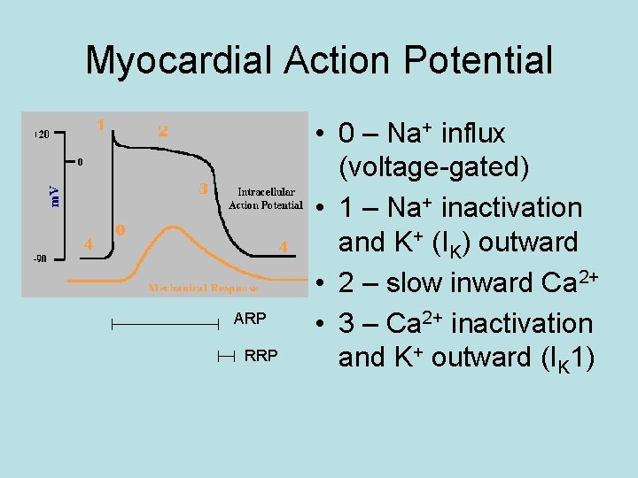 Myocardial Action Potential ARP RRP • 0 – Na+ influx (voltage-gated) • 1 –