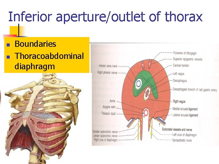 Inferior aperture/outlet of thorax n n Boundaries Thoracoabdominal diaphragm 