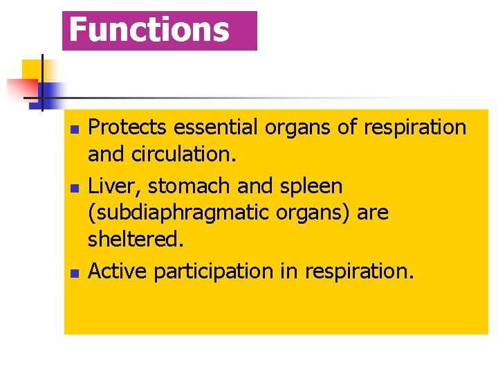Functions n n n Protects essential organs of respiration and circulation. Liver, stomach and
