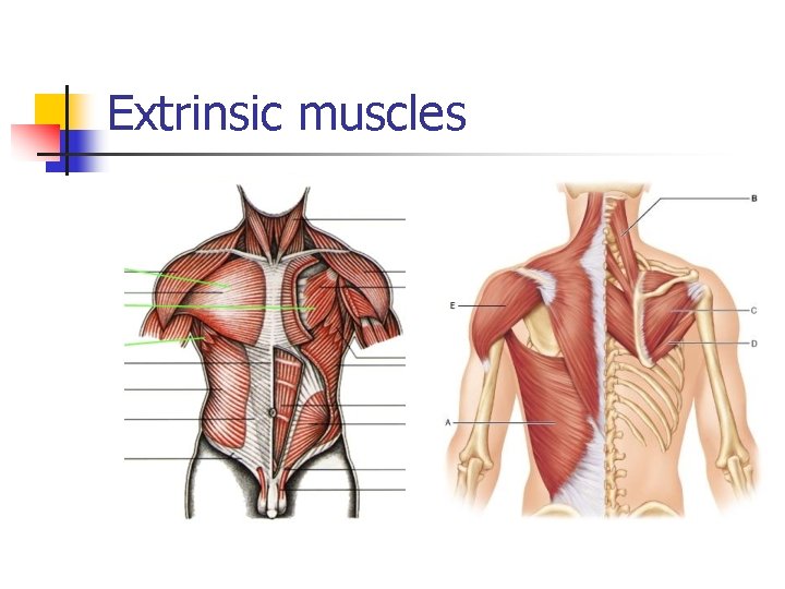 Extrinsic muscles 