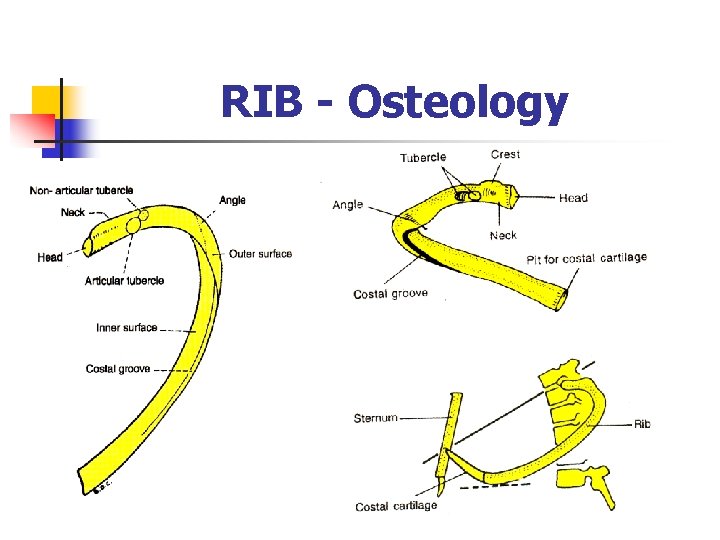 RIB - Osteology 