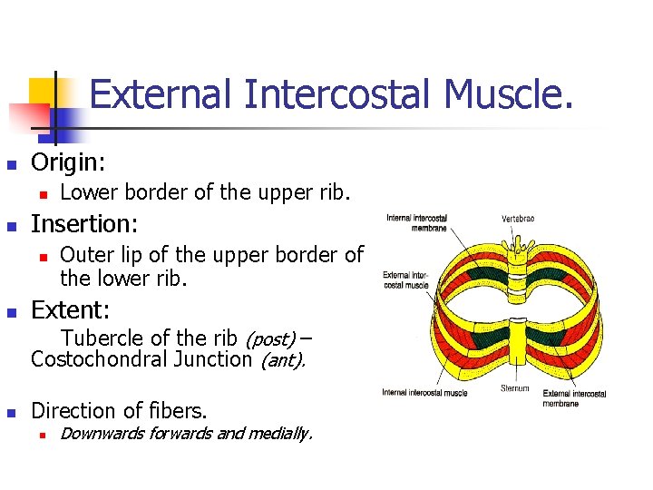 External Intercostal Muscle. n Origin: n n Insertion: n n Lower border of the