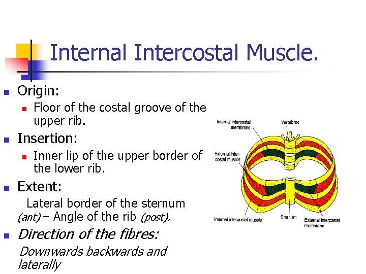 Internal Intercostal Muscle. n Origin: n n Insertion: n n Floor of the costal