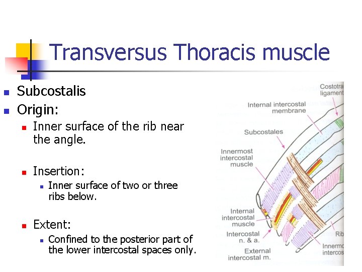 Transversus Thoracis muscle n n Subcostalis Origin: n n Inner surface of the rib