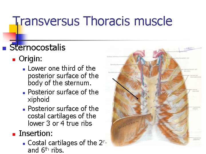 Transversus Thoracis muscle n Sternocostalis n Origin: n n Lower one third of the