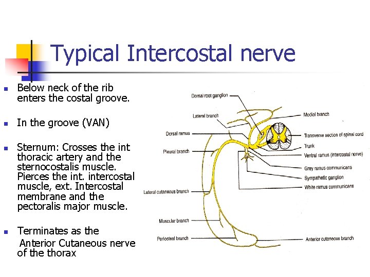 Typical Intercostal nerve n Below neck of the rib enters the costal groove. n