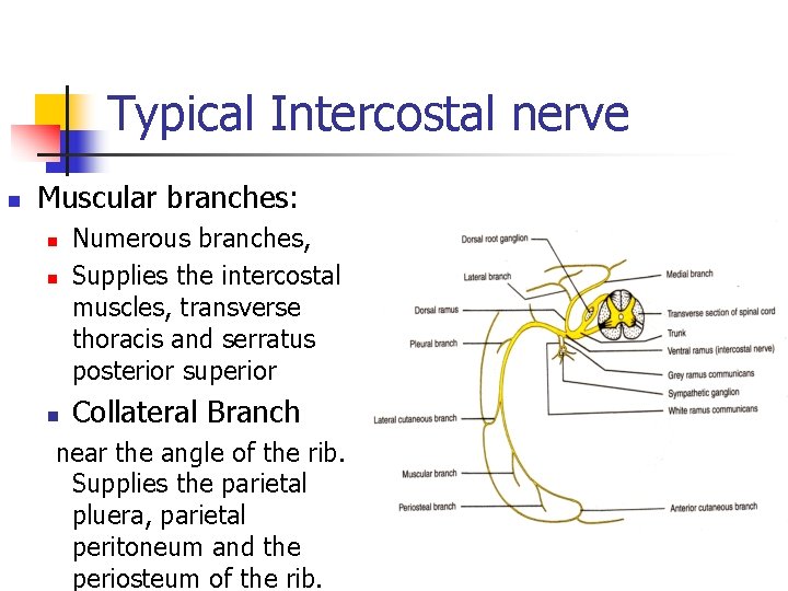 Typical Intercostal nerve n Muscular branches: n n n Numerous branches, Supplies the intercostal