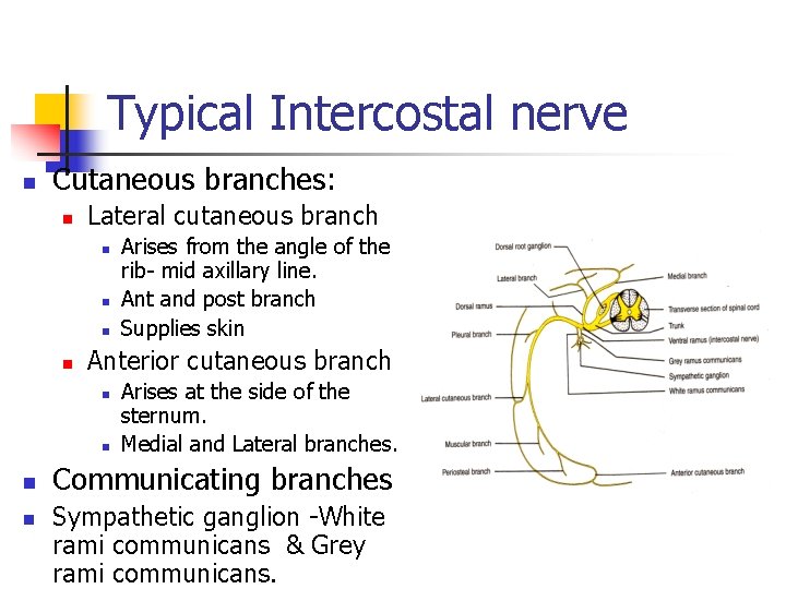 Typical Intercostal nerve n Cutaneous branches: n Lateral cutaneous branch n n Anterior cutaneous