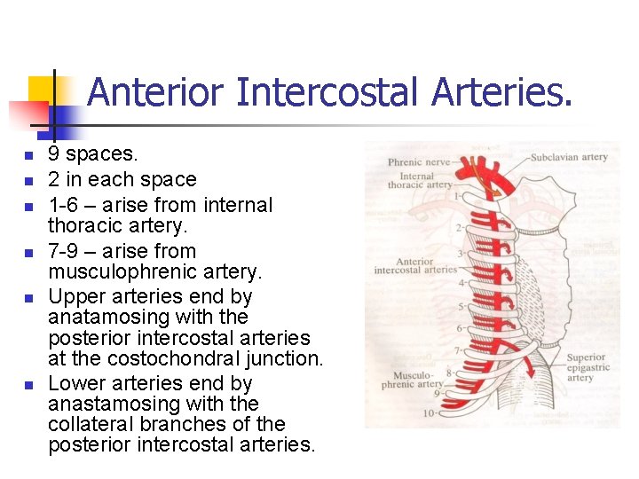 Anterior Intercostal Arteries. n n n 9 spaces. 2 in each space 1 -6