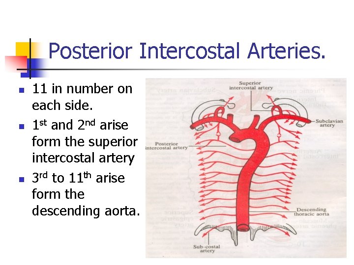 Posterior Intercostal Arteries. n n n 11 in number on each side. 1 st