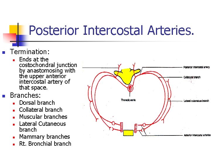 Posterior Intercostal Arteries. n Termination: n n Ends at the costochondral junction by anastomosing