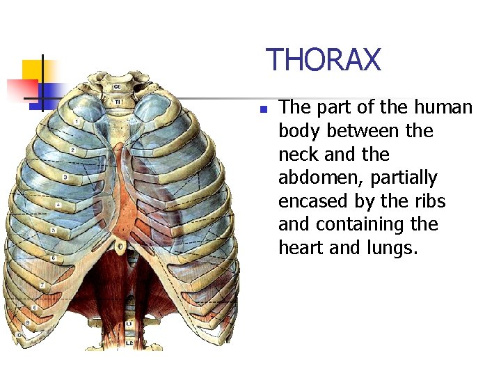 THORAX n The part of the human body between the neck and the abdomen,