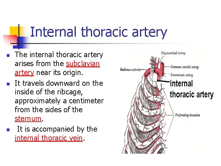 Internal thoracic artery n n n The internal thoracic artery arises from the subclavian