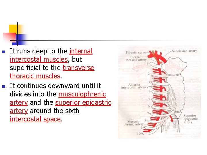 n n It runs deep to the internal intercostal muscles, but superficial to the