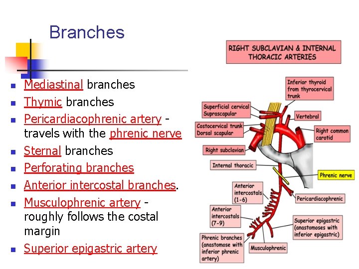 Branches n n n n Mediastinal branches Thymic branches Pericardiacophrenic artery travels with the