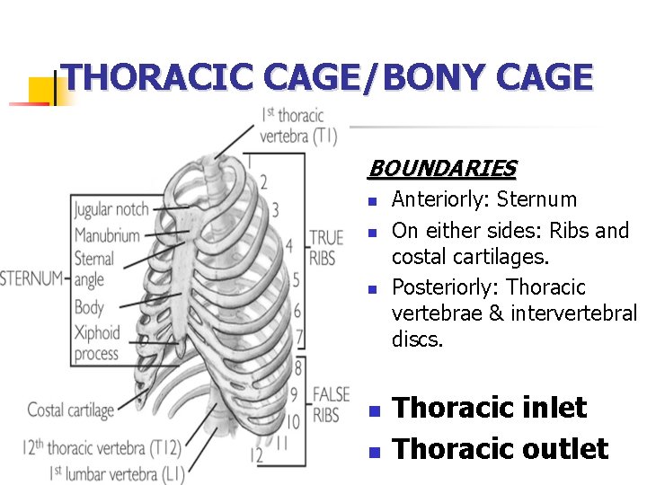 THORACIC CAGE/BONY CAGE BOUNDARIES n n n Anteriorly: Sternum On either sides: Ribs and