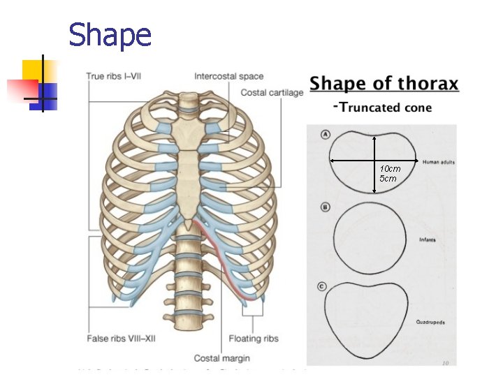 Shape 10 cm 5 cm 