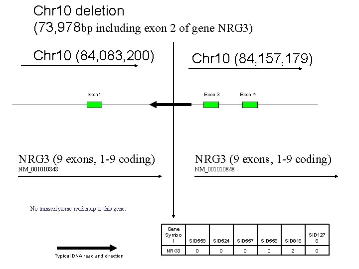 Chr 10 deletion (73, 978 bp including exon 2 of gene NRG 3) Chr