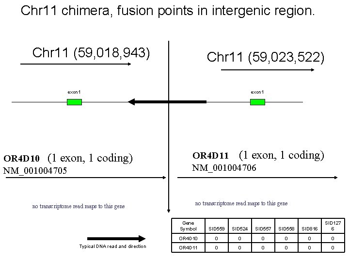 Chr 11 chimera, fusion points in intergenic region. Chr 11 (59, 018, 943) Chr