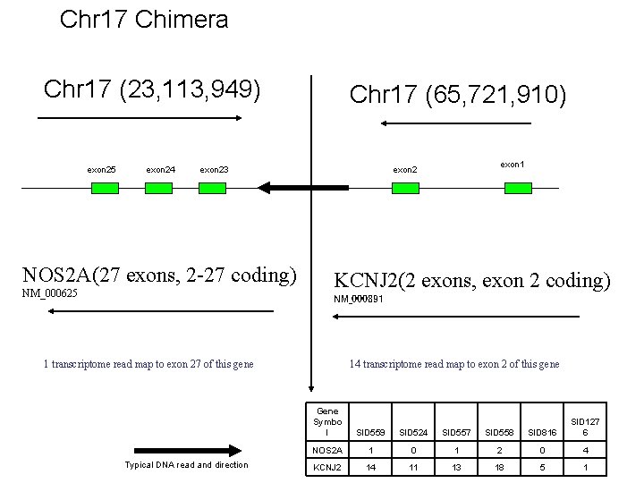 Chr 17 Chimera Chr 17 (23, 113, 949) exon 25 exon 24 Chr 17