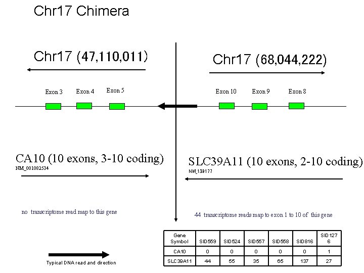 Chr 17 Chimera Chr 17 (47, 110, 011) Exon 3 Exon 4 Chr 17