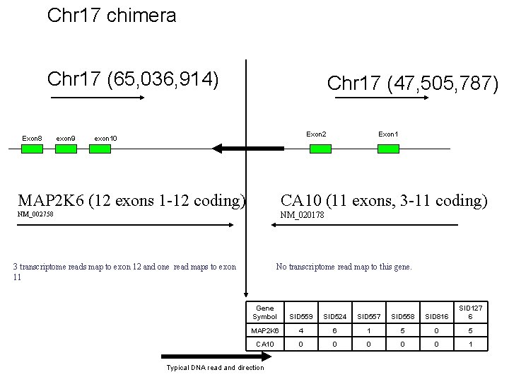 Chr 17 chimera Chr 17 (65, 036, 914) Exon 8 exon 9 Chr 17