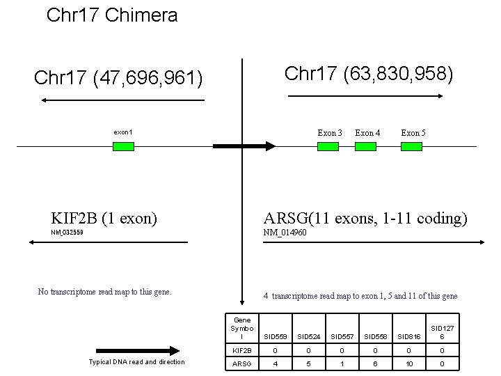 Chr 17 Chimera Chr 17 (63, 830, 958) Chr 17 (47, 696, 961) exon