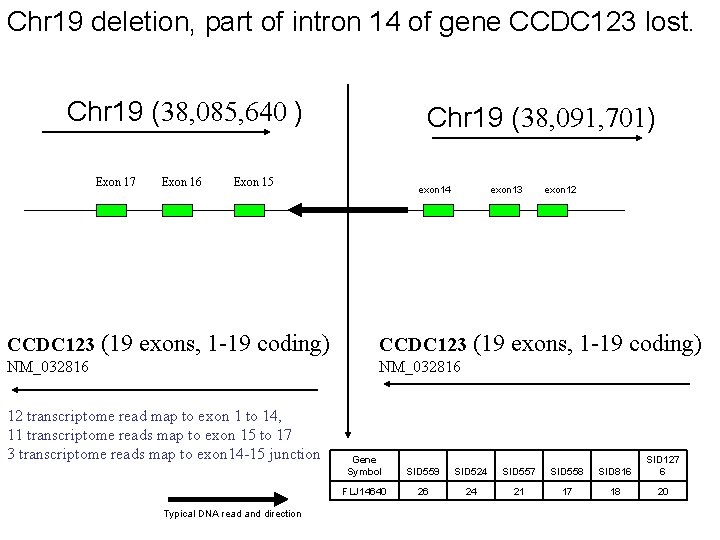 Chr 19 deletion, part of intron 14 of gene CCDC 123 lost. Chr 19
