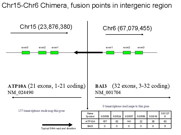 Chr 15 -Chr 6 Chimera, fusion points in intergenic region Chr 15 (23, 876,