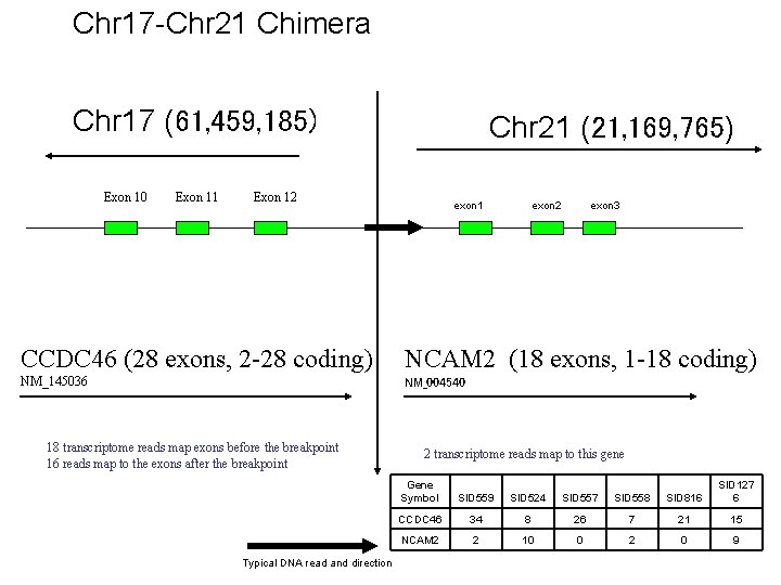 Chr 17 -Chr 21 Chimera Chr 17 (61, 459, 185) Exon 10 Exon 11