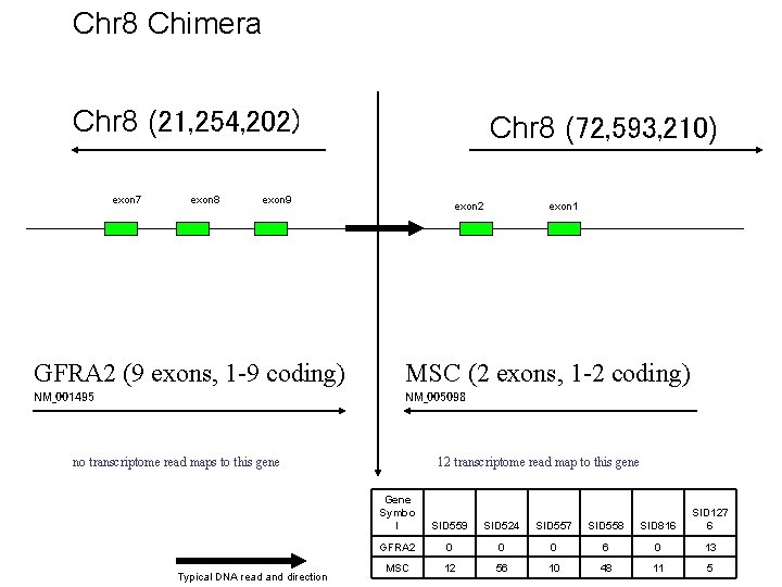 Chr 8 Chimera Chr 8 (21, 254, 202) exon 7 exon 8 Chr 8