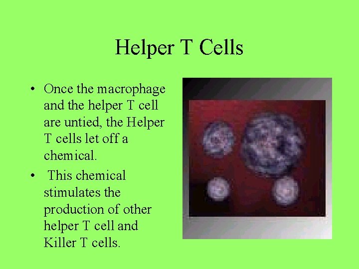 Helper T Cells • Once the macrophage and the helper T cell are untied,