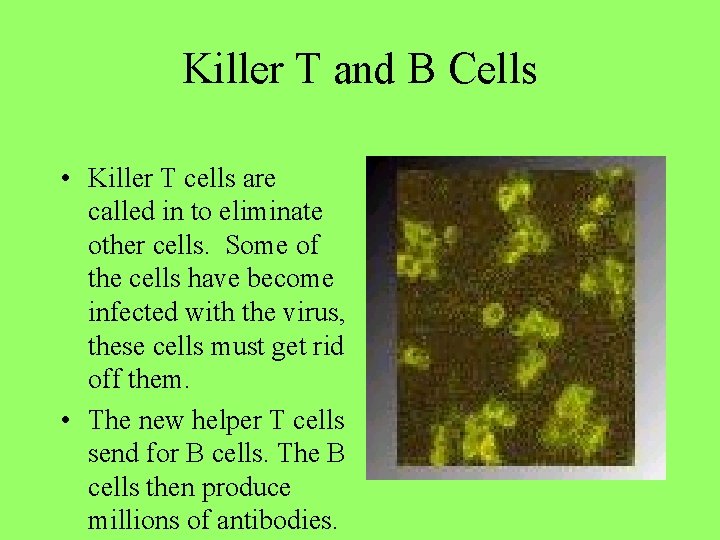 Killer T and B Cells • Killer T cells are called in to eliminate