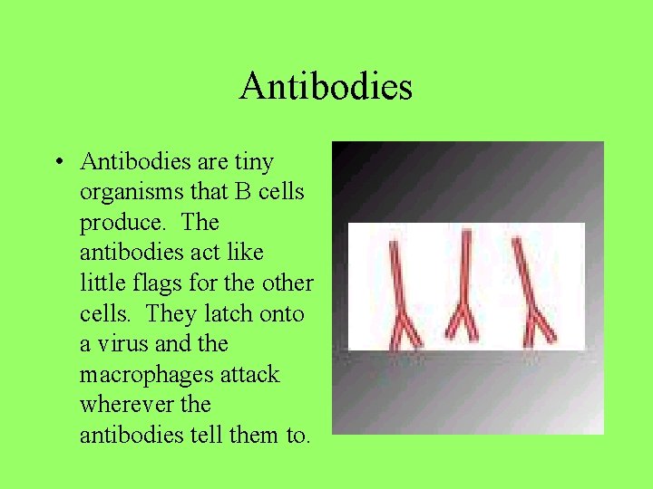 Antibodies • Antibodies are tiny organisms that B cells produce. The antibodies act like
