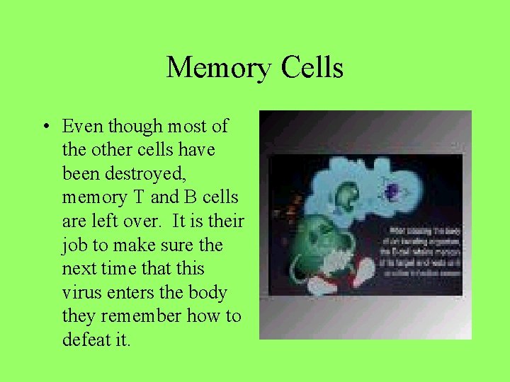 Memory Cells • Even though most of the other cells have been destroyed, memory