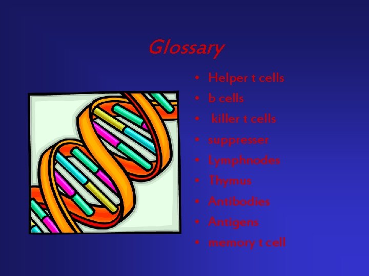 Glossary • • • Helper t cells b cells killer t cells suppresser Lymphnodes
