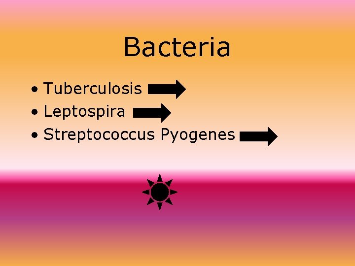 Bacteria • Tuberculosis • Leptospira • Streptococcus Pyogenes 
