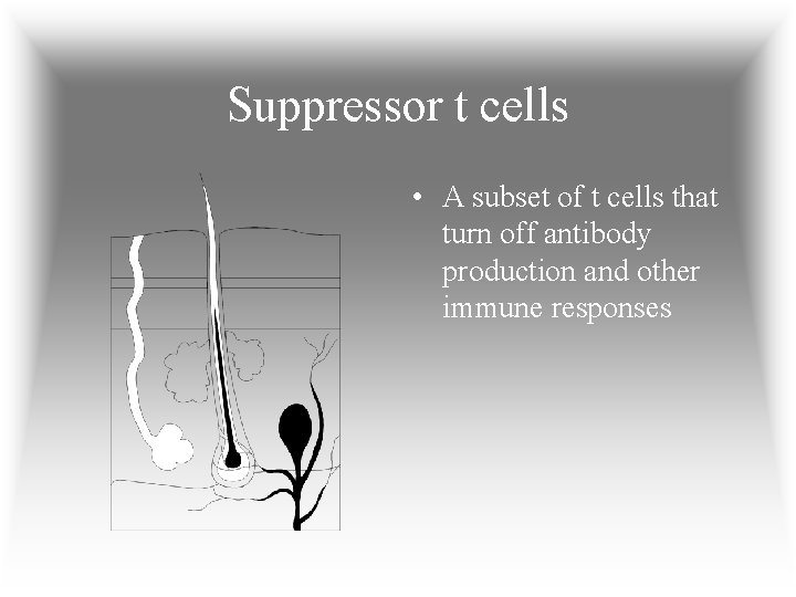 Suppressor t cells • A subset of t cells that turn off antibody production