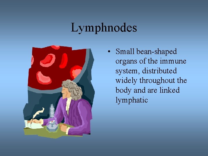 Lymphnodes • Small bean-shaped organs of the immune system, distributed widely throughout the body