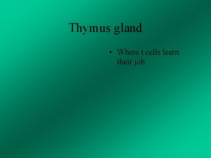 Thymus gland • Where t cells learn their job 