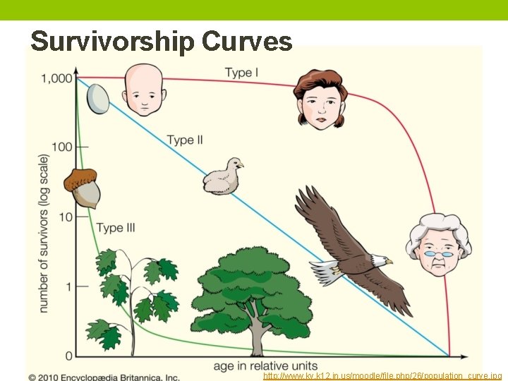 Survivorship Curves http: //www. kv. k 12. in. us/moodle/file. php/26/population_curve. jpg 