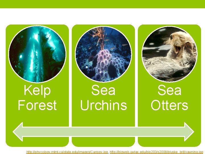 Kelp Forest Sea Urchins Sea Otters http: //phycology. mlml. calstate. edu/images/Canopy. jpg, http: //bioweb.